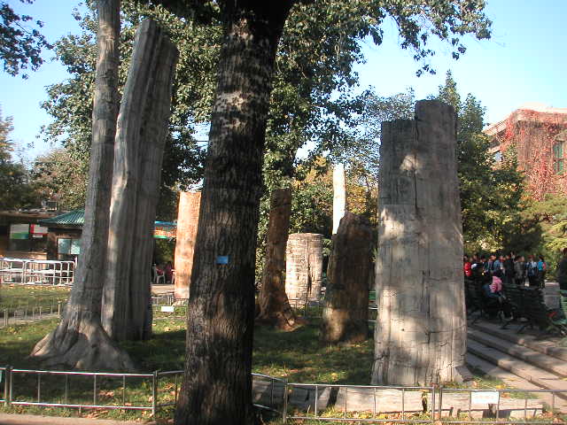 中国自然博物馆门前的化石柱（涂建华摄）